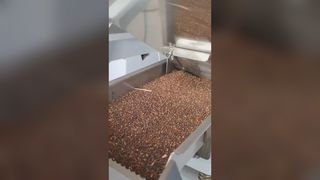 Διαλογής χρώματος σπόρων ραπανιού